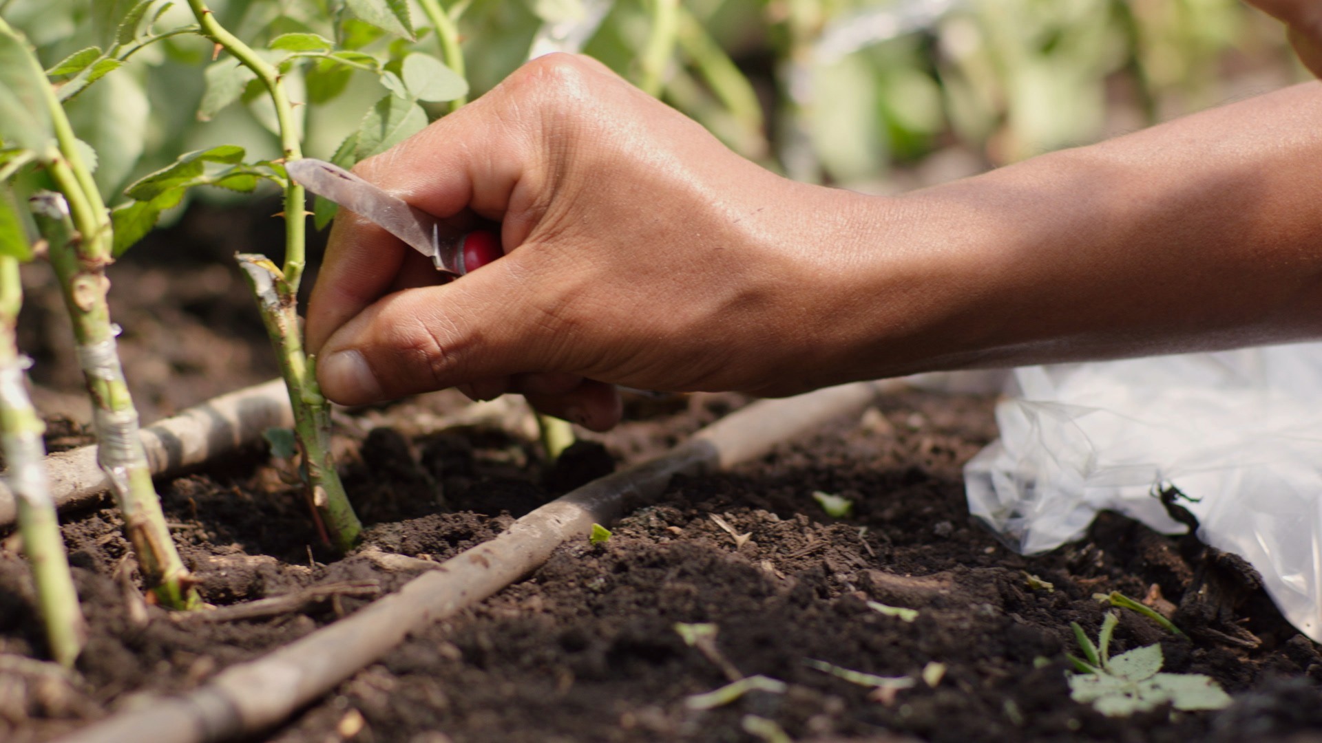 Journey of the Roses